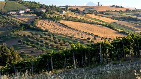 Top 10 Olive Oil Producers Abruzzo 